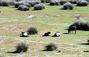 Paraguay'ın Ankara Büyükelçisi Valdez, Kızılırmak Deltası Kuş Cenneti'ni gezdi: