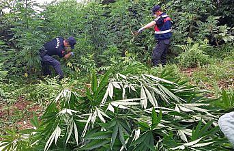 Rize'de 10 kilo 253 gram esrar ve bir miktar Hint keneviri bitkisi ele geçirildi