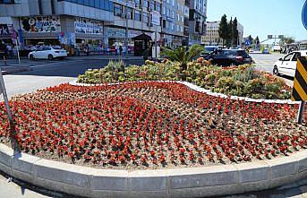 Rize'de cadde ve sokaklar 200 bin çiçekle renklenecek