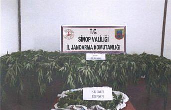 Sinop'ta 224 kök Hint keneviri ele geçirildi