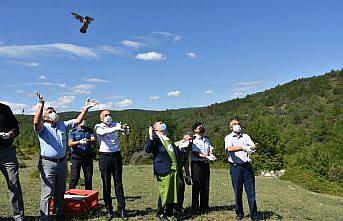 Sinop'ta popülasyonunun artırılması için doğaya 250 keklik salındı