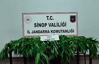 Sinop'ta uyuşturucu operasyonu: 1 gözaltı