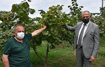 Trabzon'da fındık üreticilerine 
