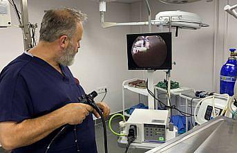 Zonguldak'ta köpeğin yuttuğu çorap endoskopiyle çıkarıldı