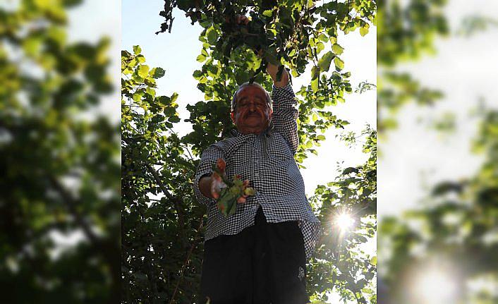80 yaşında fındık hasadı yapan Muhittin dede çalışma azmiyle örnek oluyor