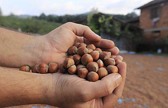Batı Karadeniz'de “yeşil altın“ harmana indi