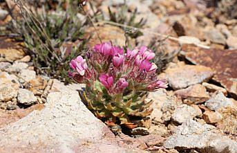 Bayburt'ta keşfedilen bitki türü Aziz Sancar'ın adını taşıyacak