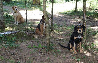 Bolu'daki festivalde 400 köpeğe çip takıldı
