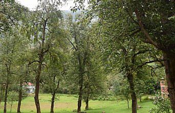 Espiye'de asırlık armut ağaçları ilgi çekiyor