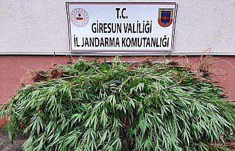 Giresun'da 185 kök kenevir ele geçirildi