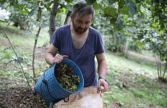 Karadeniz Bölgesi'nde fındık hasadı sürüyor