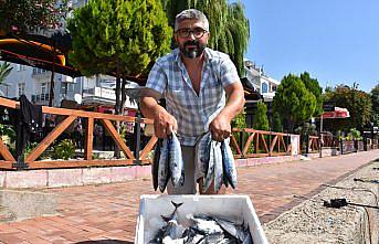 Karadeniz'de sezonun ilk palamutları Sinop'ta tezgahlardaki yerini aldı