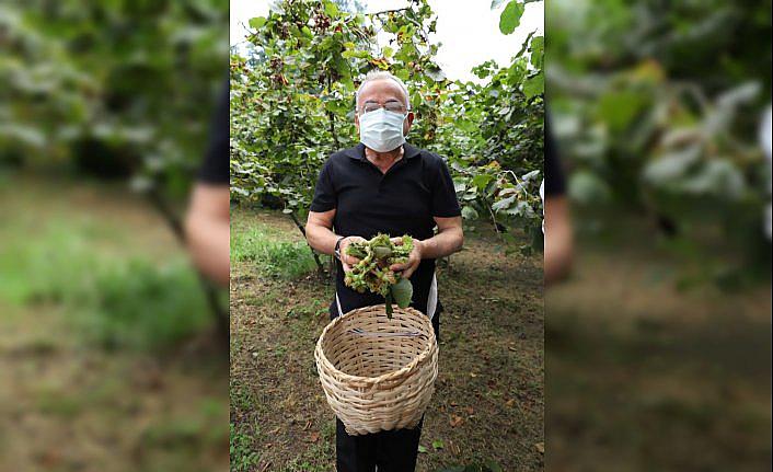 Ordu Valisi Tuncay Sonel, fındık hasadına katıldı: