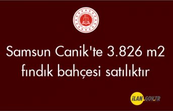 Samsun Canik'te 3.826 m2 fındık bahçesi satılıktır