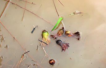 Samsun'da aşırı yağış nedeniyle bazı fındık bahçelerini su bastı