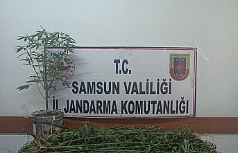 Samsun'da uyuşturucu operasyonunda 33 kök Hint keneviri ele geçirildi