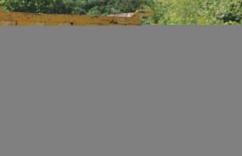 Sinop'ta selden 20 köpeği kurtarmanın mutluluğunu yaşıyor