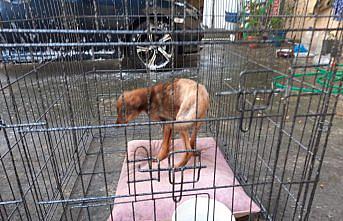 Zonguldak'ta otomobilin çarptığı yaralı tilki tedavi altına alındı