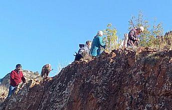 Artvin'de kayalıklarda mahsur kalan keçileri AFAD gönüllüleri kurtardı