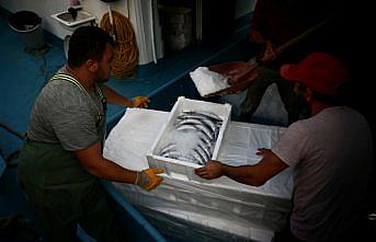 Düzce'de balıkçılar limana binlerce palamutla döndü