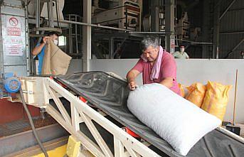 Giresun'da TMO fındık alımlarına başladı