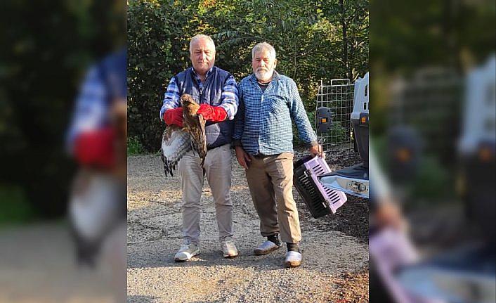 Giresun'da yaralı bulunan doğan tedavisinin ardından doğaya salındı