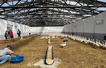 Karabük'teki üretim çiftliğinde yetiştirilen 600 kaz palazı kursiyerlere dağıtılacak