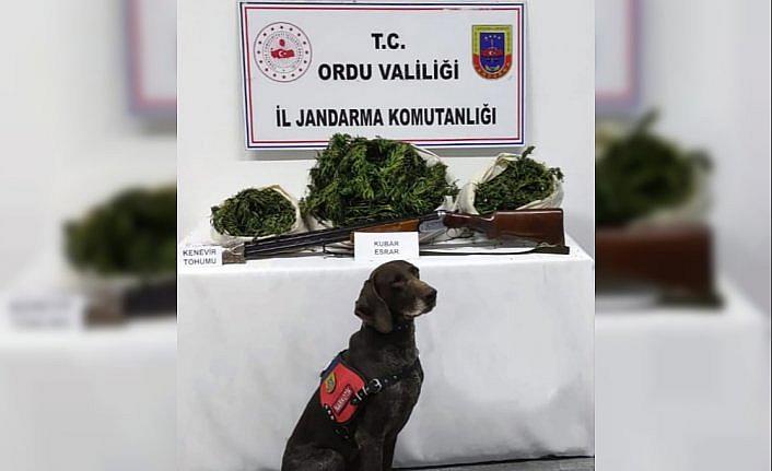 Ordu'da 12 kilo 350 gram esrar ele geçirildi