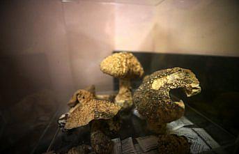 Renk değiştiren öldürücü köygöçüren mantarının toplanmaması uyarısı