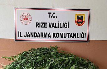 Rize'de evinde esrar ele geçirilen zanlı gözaltına alındı