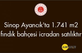 Samsun Ayancık'ta 1.741 m2 fındık bahçesi icradan satılıktır