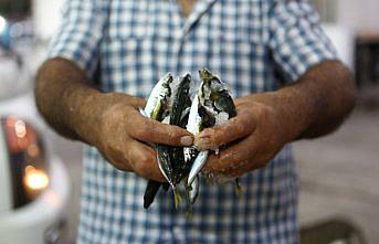 Trabzon'da balıkçılar av sezonunun ilk gününde bol miktarda istavritle kıyıya döndü