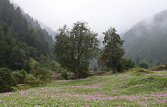 Uzungöl 