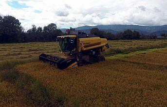Ata tohumundan yetiştirilen Konuralp pirincinin hasadı başladı