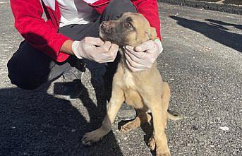 Bayburt'ta gençler sokak hayvanlarının kışlık bakımını yapıyor