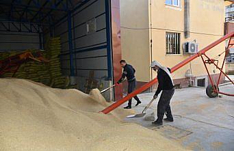 Boyabat Tarım Kredi Kooperatifi çeltik alımına devam ediyor