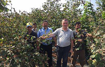 Çarşamba Ziraat Odası Başkanı Aydemir'den fındığın “TMO'ya verilmesi“ çağrısı
