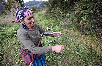 Doğu Karadeniz'in çalışkan kadınları “güz“ telaşında