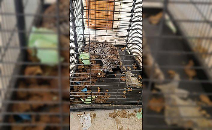 Gümüşhane'de yaralı bulunan vaşak, tedavisinin ardından doğaya bırakıldı