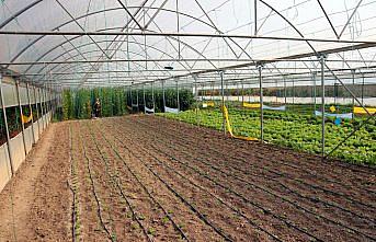 Kadın girişimci devlet desteğiyle büyüttüğü serasında sebze üretiyor