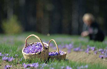 Karabük'te safran üretimi artırılacak