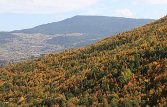 Mudurnu Dağları sonbahar renklerine büründü