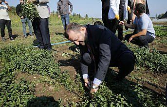 Ondokuz Mayıs Üniversitesinde tıbbi ve aromatik bitkilerin hasadına başlandı