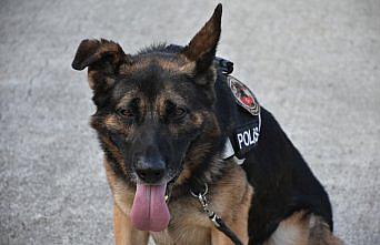 Samsun polisinin iz takipte “hassas burunlu“ yardımcısı