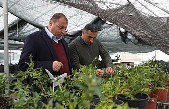 Şimşir bitkisinin genetiği koruma altına alındı