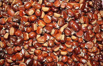 Sinop'ta kestane rekoltesinin 500 ton civarında gerçekleşmesi bekleniyor