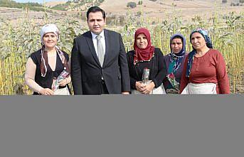 Taşova Kaymakamı Gökcecik kadın çiftçilerle çiçek bamyası topladı