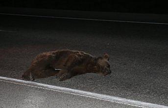 Tokat'ta araç çarpması sonucu yaralanan ayı yavrusu tedavi için Sinop'a gönderildi