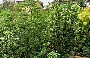 Tokat'ta uyuşturucu operasyonunda 1 kişi yakalandı