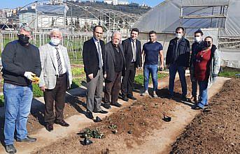 Alaplı'da Osmanlı çileğinin yeniden üretilmesi için çalışma başlatıldı